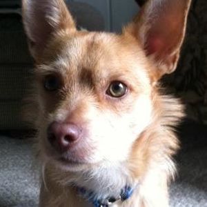 Meet your Posher, Steve